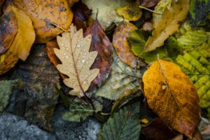 leaf-removal-four-seasons-portland-oregon