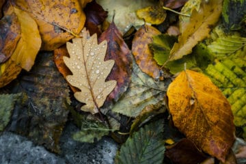 Leaf Removal