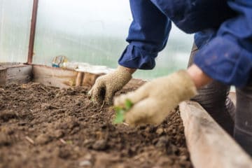 Manual Weed Control