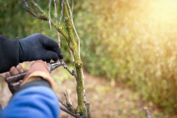 Pruning Services