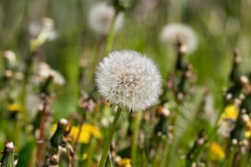 Weed Control