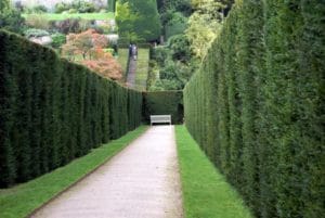 hedging-landscaping-portland-oregon